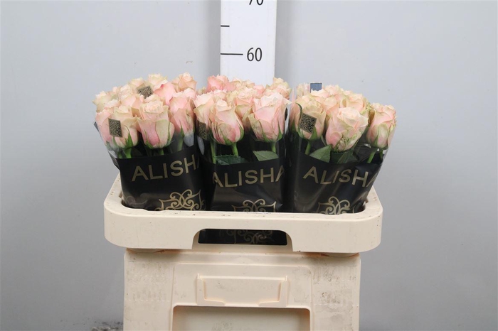 <h4>R Gr Lady Cava+</h4>