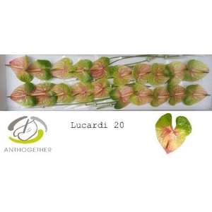 Anthurium Lucardi