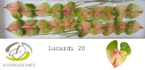 <h4>Anthurium Lucardi</h4>