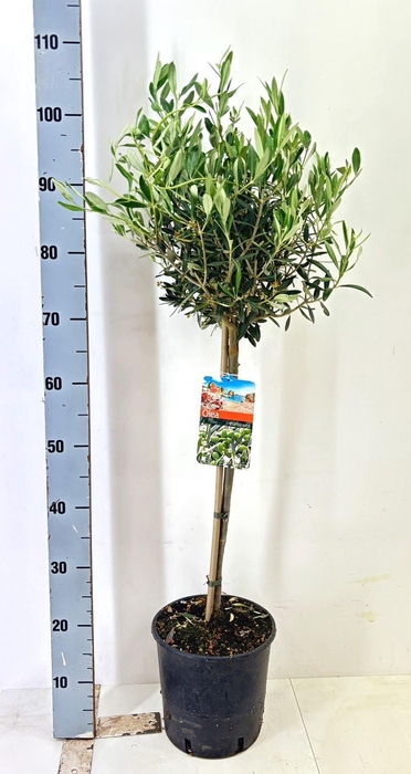 <h4>Olea europaea</h4>