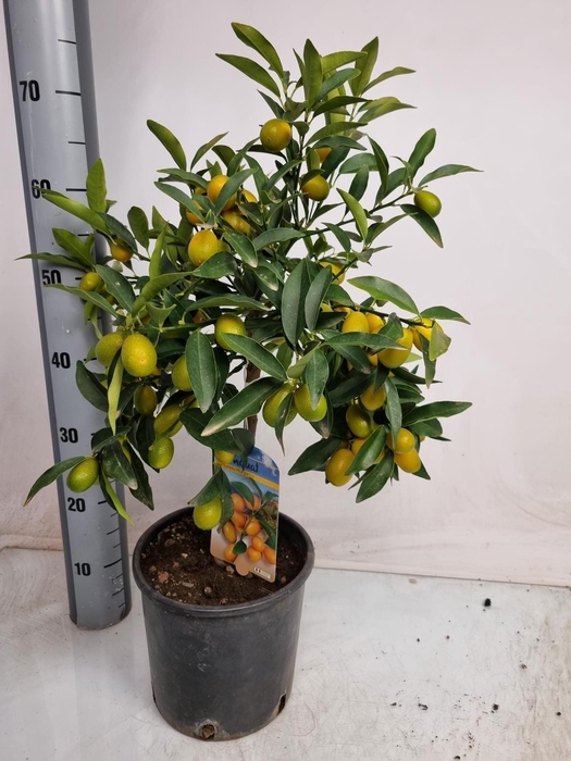 <h4>CITR MARGARITA</h4>