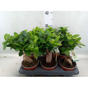 Ficus microcarpa 'Ginseng'