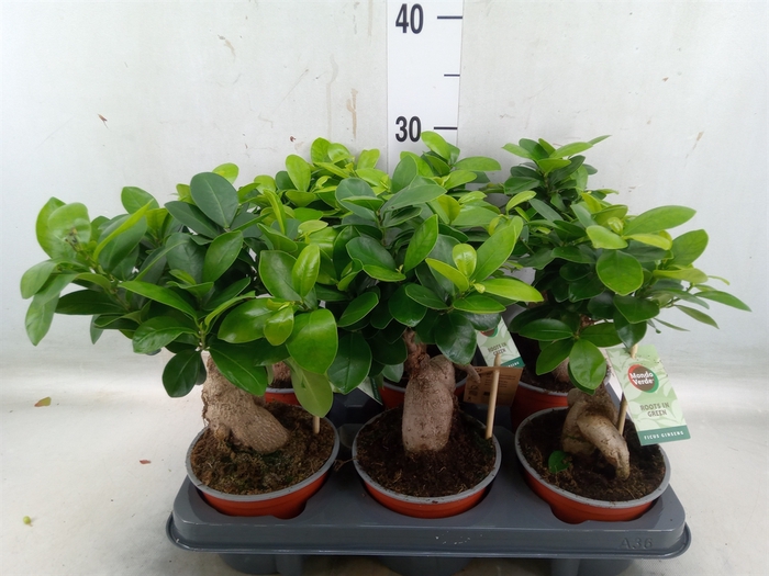 <h4>Ficus microcarpa 'Ginseng'</h4>