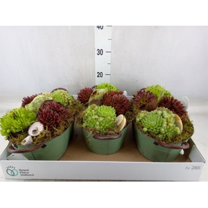 Arr.  Sempervivum L%