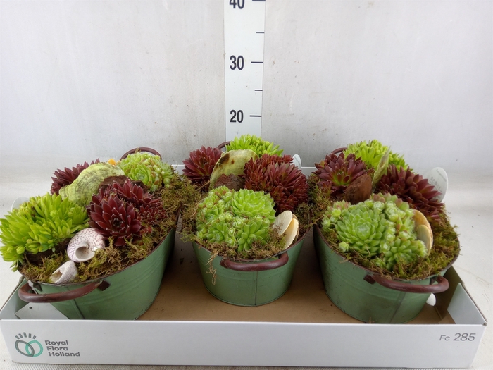 <h4>Arr.  Sempervivum L%</h4>