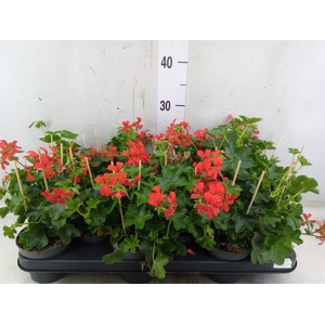 Pelargonium pelt. 'Balkon Rood'