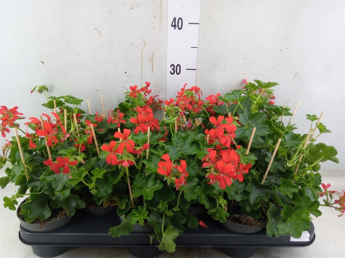 <h4>Pelargonium pelt. 'Balkon Rood'</h4>