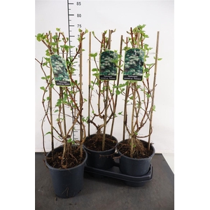 Tuinhydrangea 19 Cm. P. Petiolaris Klimhortensia