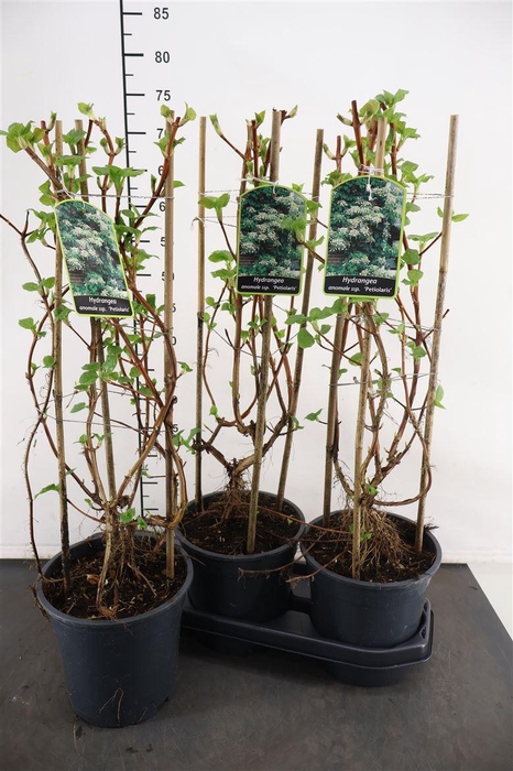 <h4>Tuinhydrangea 19 Cm. P. Petiolaris Klimhortensia</h4>