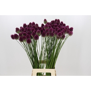 Allium Sphaerocephalon
