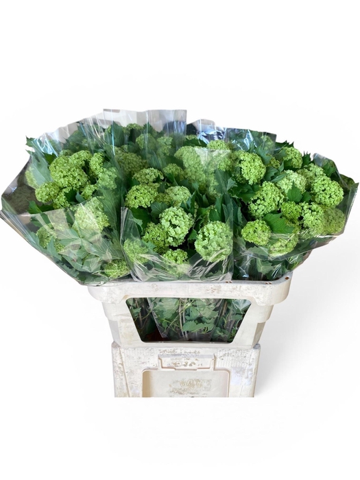 <h4>VIBURNUM ROSEUM ST</h4>