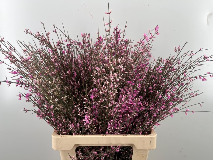 <h4>GENISTA KLB BS H%</h4>