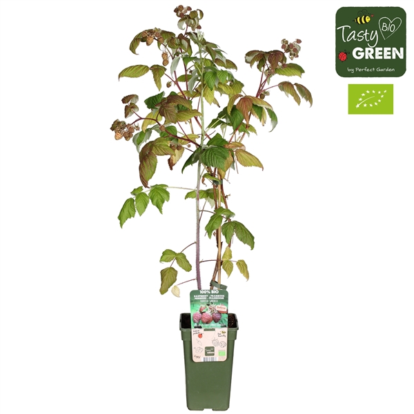 <h4>Rubus Sanibelle® Bio P19</h4>