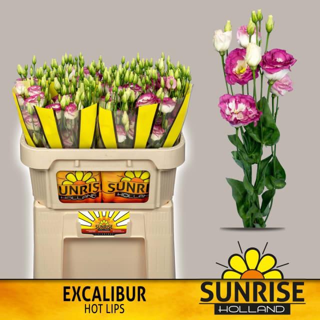 EUS G EXCAL HOT LIPS@