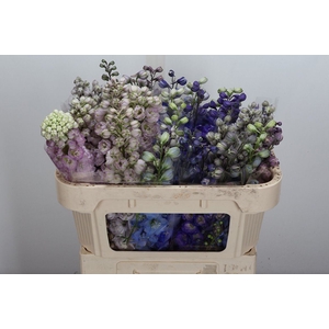 Delphinium DU   ...mix