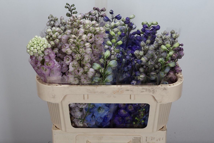 <h4>Delphinium DU   ...mix</h4>