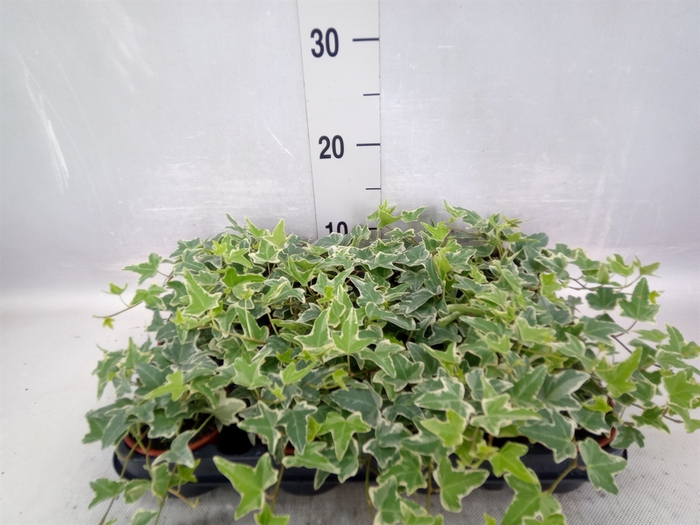 <h4>Hedera   ...variegated</h4>