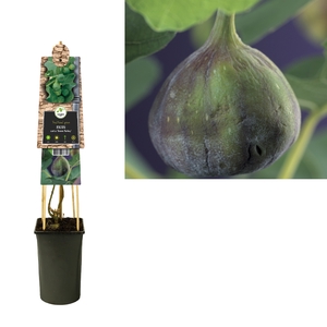 Ficus carica 'Brown Turkey' 3.0 label