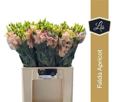 <h4>Eus E Falda Apricot</h4>