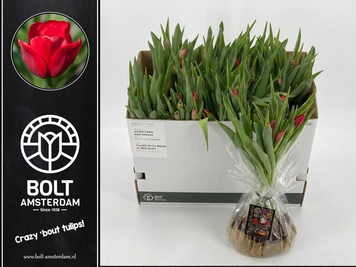 <h4>TU EN RED MODEL</h4>