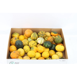 Sier Cuc P Pepo Mix X50