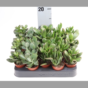 Crassula   ...mix