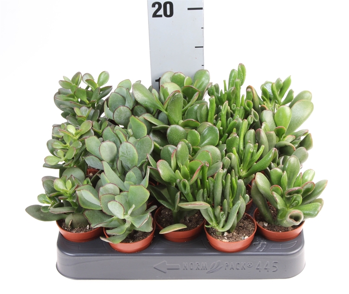 <h4>Crassula   ...mix</h4>