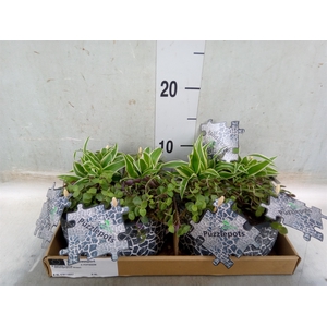 Arr.   Kamerplant Groen L%