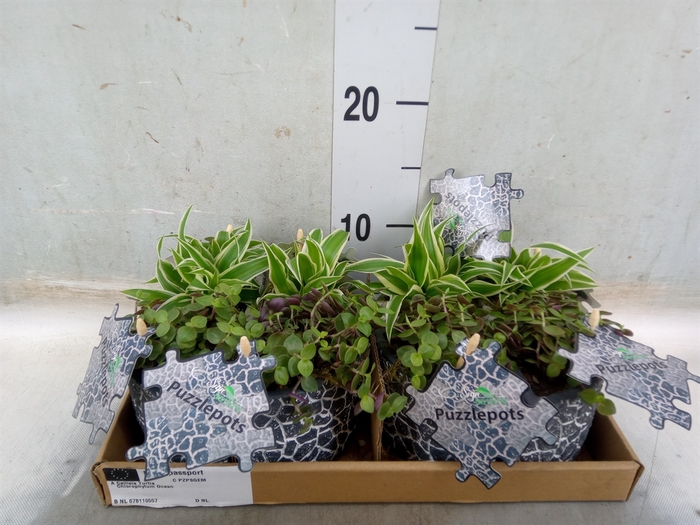 <h4>Arr.   Kamerplant Groen L%</h4>