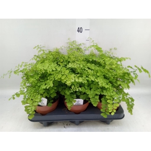 Adiantum raddi. 'Fragrans'