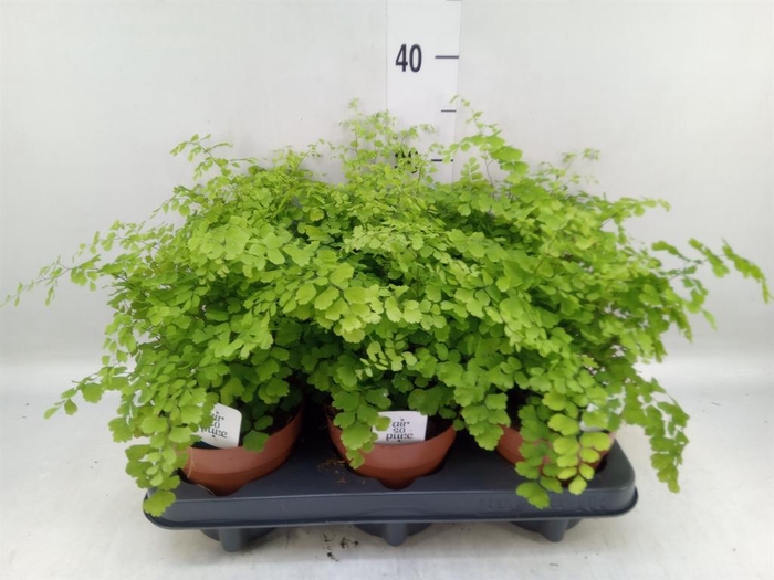 <h4>Adiantum raddi. 'Fragrans'</h4>