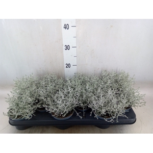 Leucophyta     [Calocephalus]