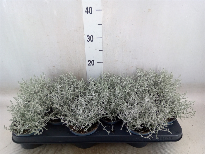 <h4>Leucophyta     [Calocephalus]</h4>