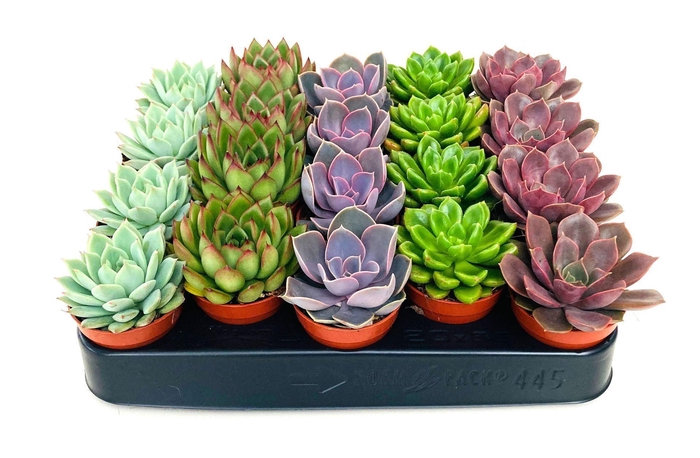 <h4>Echeveria gemengd</h4>