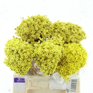 Dried Glixia Yellow