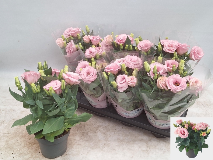 <h4>EUST JULIETTA PINK</h4>