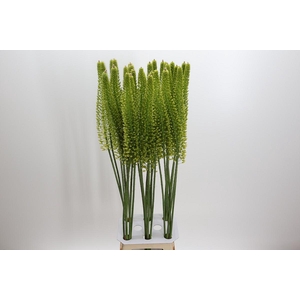 Eremurus Yellow Cleopatra