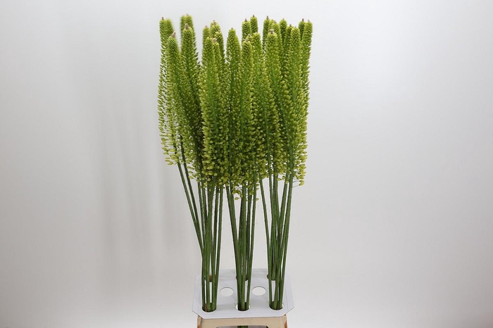 <h4>Eremurus Yellow Cleopatra</h4>
