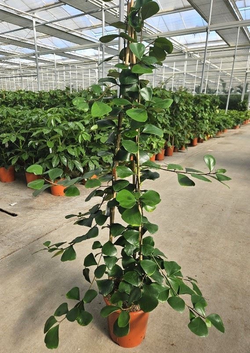 Ficus Trinova