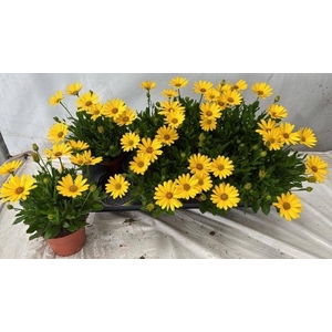OSTEO FP YELLOW