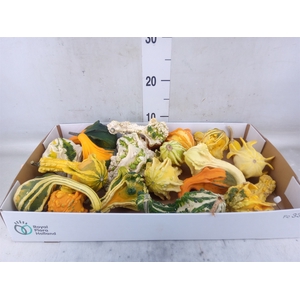 Cucurbita