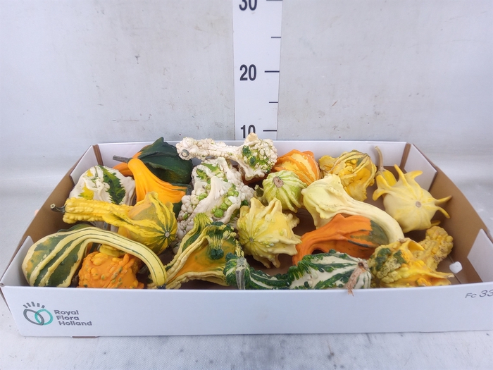<h4>Cucurbita</h4>