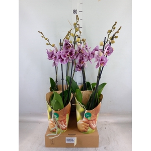 Phalaenopsis  'FC Black Stripes'