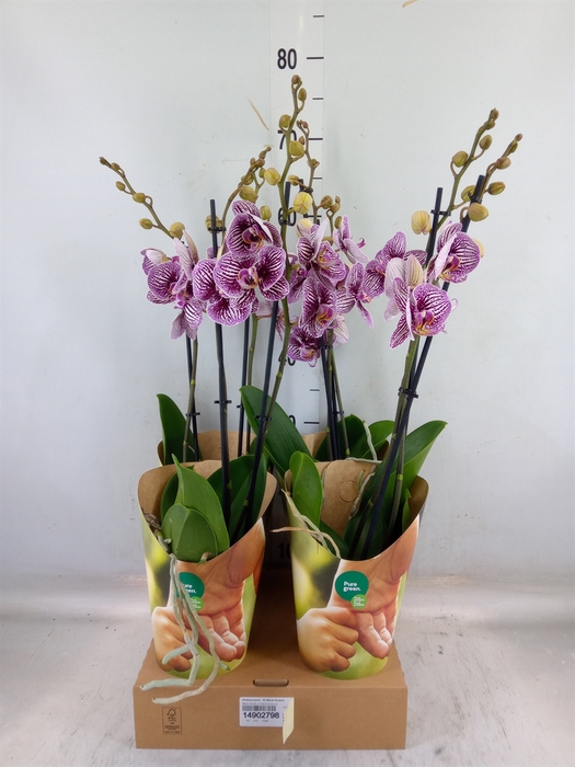 <h4>Phalaenopsis  'FC Black Stripes'</h4>