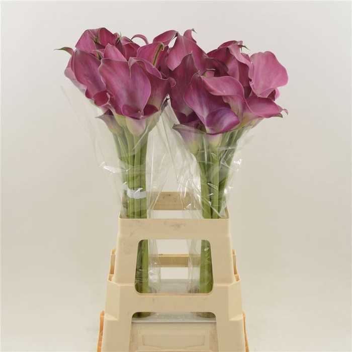 <h4>Calla Fantasia | Dubbelbloemig</h4>