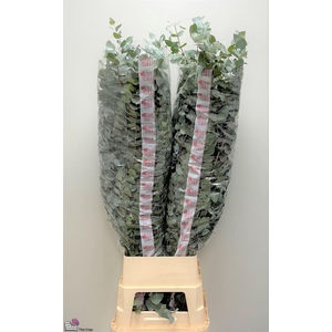 Euca Cinerea Super P Stem 140 Cm