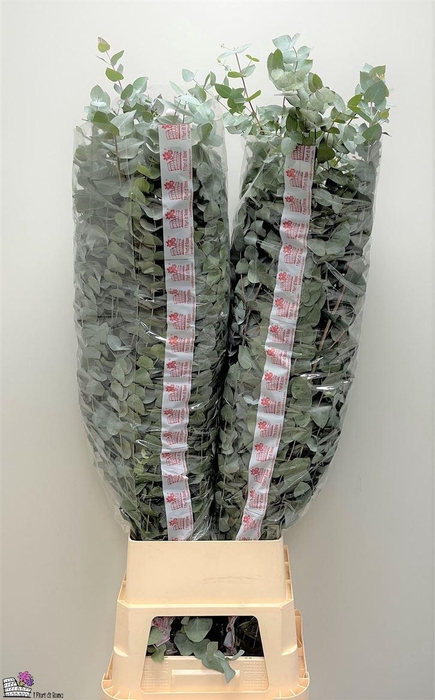 <h4>Euca Cinerea Super P Stem 140 Cm</h4>