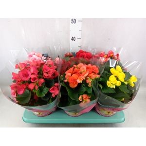 Begonia elat. DU   ...mix