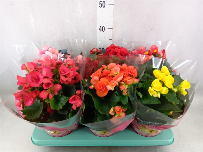 <h4>Begonia elat. DU   ...mix</h4>