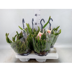 Hylocereus undatus